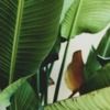 ash_leafgirl
